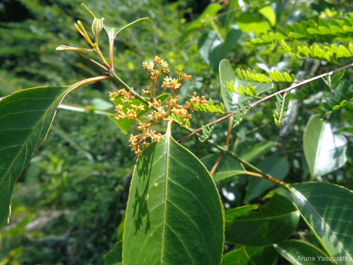 Reissantia indica (Willd.) N.Hallé